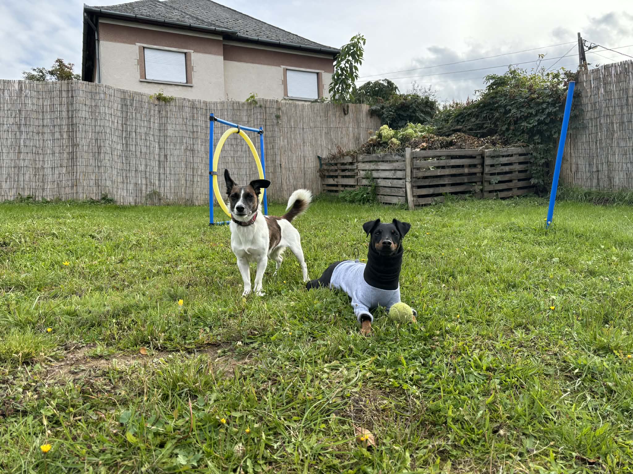 Buddy és Pixie, az Eleven Dogs csapat kutyái