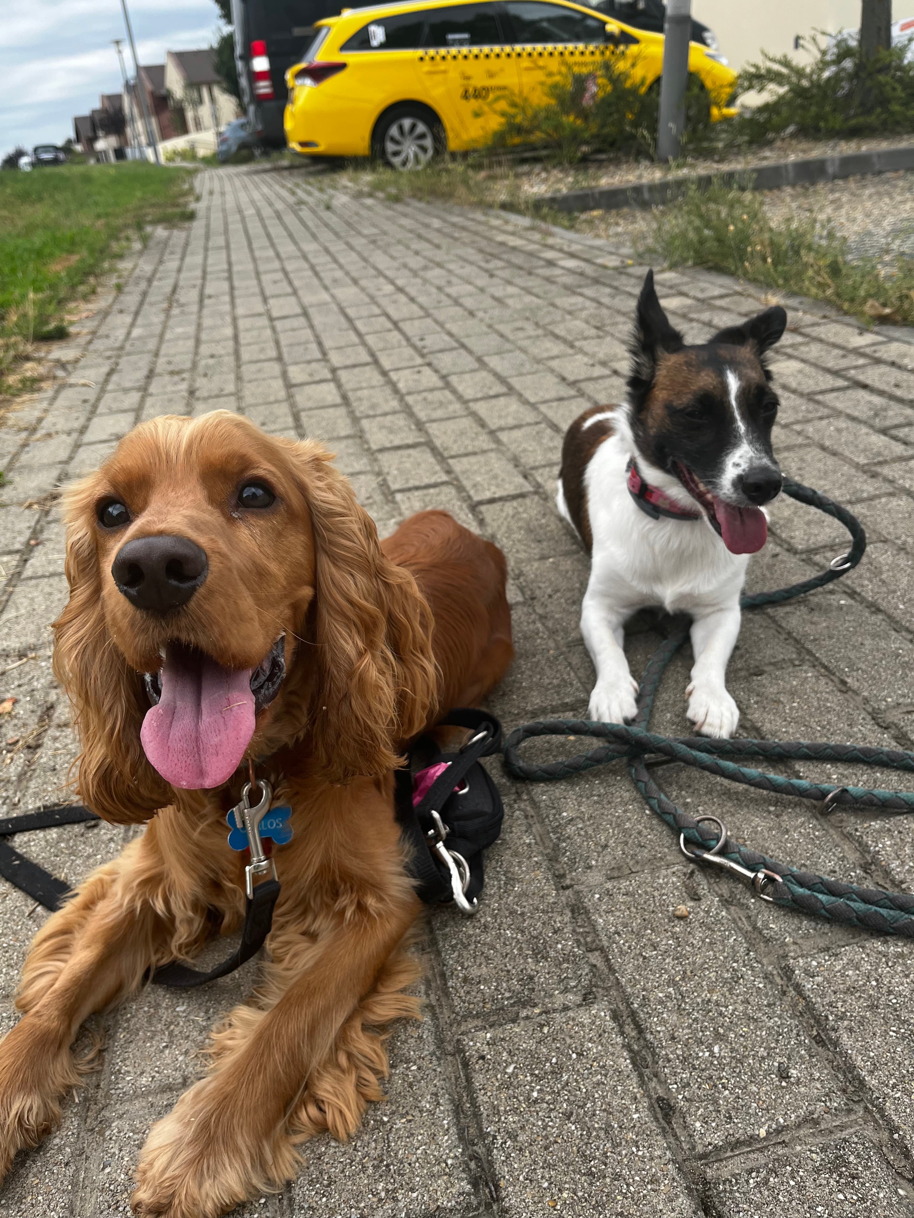 Kutyasétáltatás közben a szabadban, Eleven Dogs