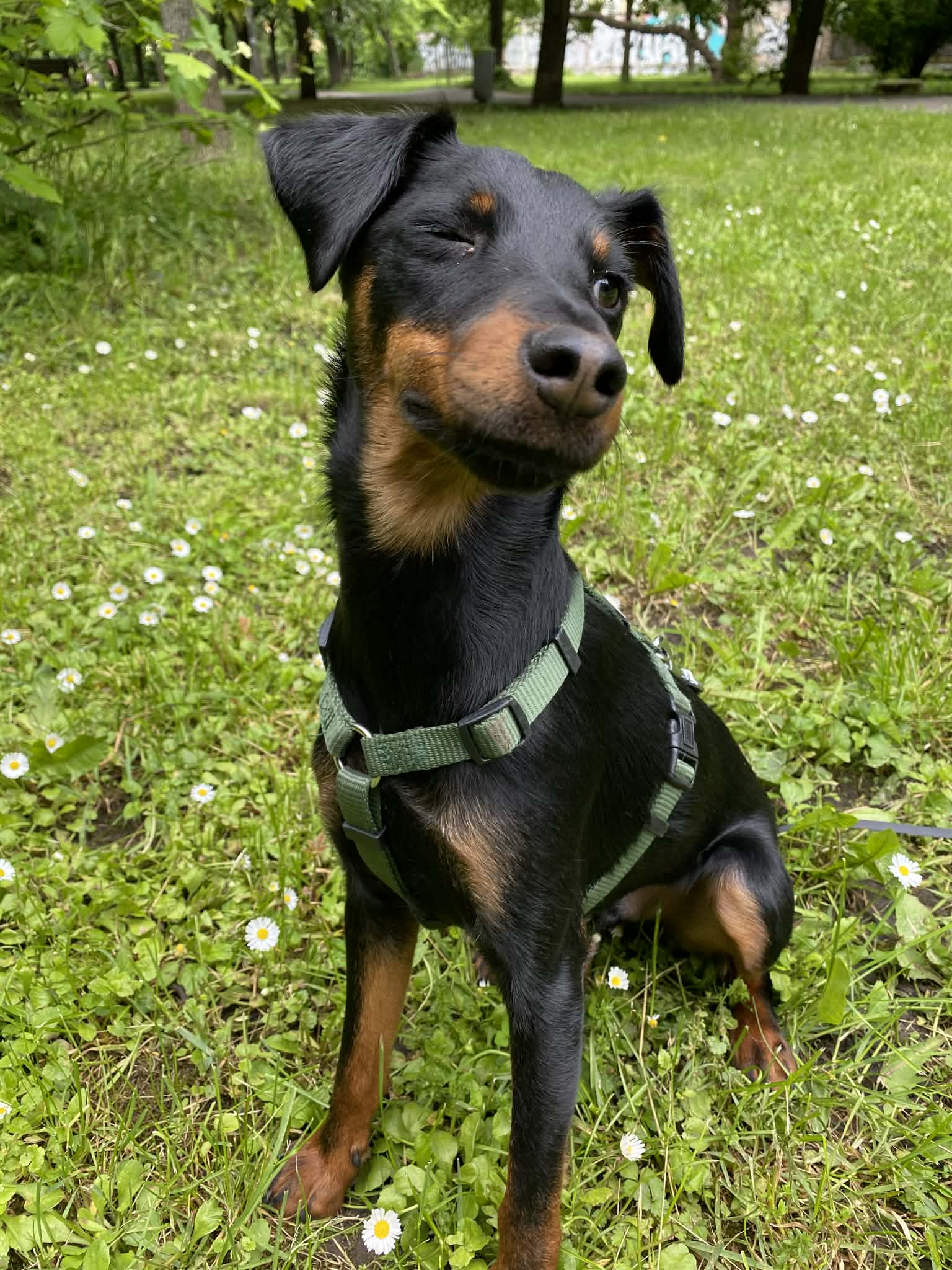 Buddy, Hivatalos inspiráció – Eleven Dogs csapat