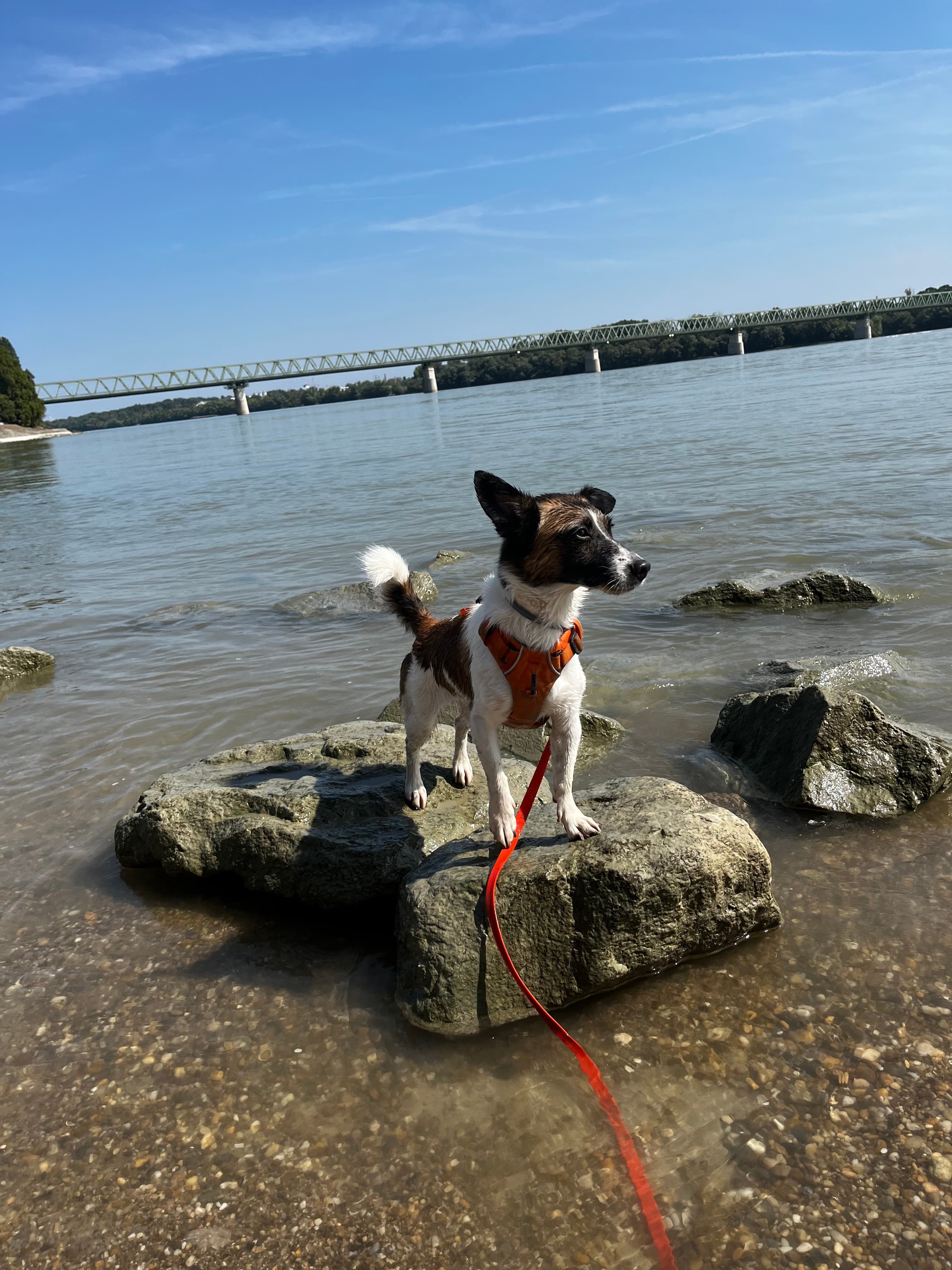 Pixie, Napközis társaság – Eleven Dogs csapat